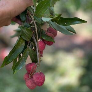 מאוריצ'י מיקס 9 ק"ג ליצ'י