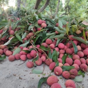 ליצ'י מאוריציוס – ארגז 9 ק״ג 🍃