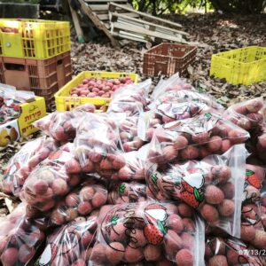 ליצ'י הונג-לונג טרי – ארגז 9 ק״ג 🍃